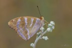Argynnis-paphia_DSC4425 Argynnis-paphia_DSC4425