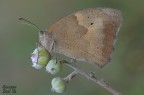 Maniola jurtina Maniola jurtina