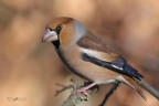 Frosone_DSC4576 Frosone_DSC4576