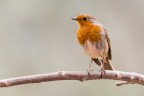 Robin Robin