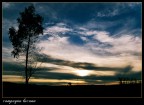 lucania lucania