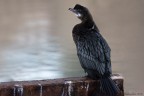 Cormorano agli Spinaroni Cormorano agli Spinaroni