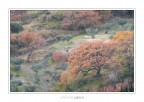 Old Oak