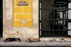 siesta siesta