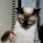Angry Cat Angry Cat