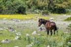 il cavallino il cavallino