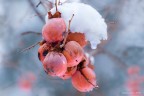 Quando l'autunno cede il passo all'inverno Quando l'autunno cede il passo all'inverno