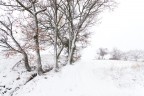 ricami di neve &amp; vento