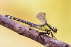 Gomphus vulgatissimus Gomphus vulgatissimus