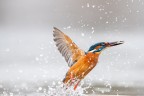 pesca della Martina pesca della Martina