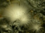 Ciuffo di Canavesite (borato) della Miniera di Brosso  Torino
Dimensione: 2 mm