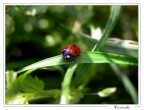Coccinella Coccinella