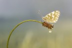 Farfalla Farfalla