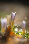Fiore Fiore