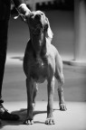 Concorso canino Concorso canino