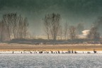 Lago Kerkini - Grecia Lago Kerkini - Grecia