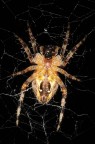 Ritratto di ragno