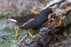 Una gallinella Una gallinella
