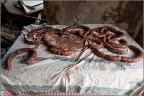 Salsiccia o salciccia ?