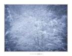 Frozen heart