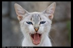 Sbadiglio felino Sbadiglio felino