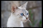 Gatta dagli occhi blu Gatta dagli occhi blu