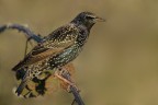 Storno comune (Sturnus vulgaris)