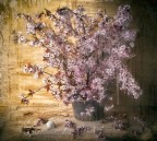 Primavera Primavera