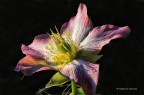 Helleborus Helleborus