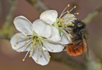 La natura si risveglia La natura si risveglia