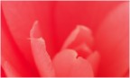Tra i petali di una camelia
