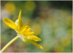 Giallo Giallo