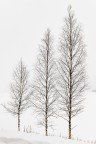 Alberi.... Alberi....