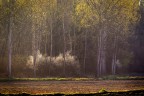 Luce di Primavera Luce di Primavera
