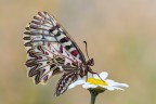 Zerynthia Zerynthia