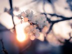 Sera di Primavera Sera di Primavera