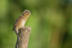 torcicollo torcicollo