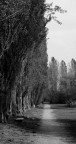 || Viale Alberato || || Viale Alberato ||