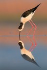 Il Cavaliere Verticale Il Cavaliere Verticale