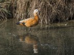 Casarca Tadorna Ferruginea Casarca Tadorna Ferruginea