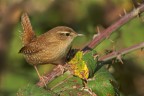 Scricciolo (Troglodytes troglodytes) Scricciolo (Troglodytes troglodytes)