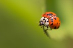 Coccinella arlecchino Coccinella arlecchino
