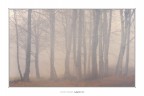 Trees variation