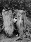 Nel bosco degli elfi Nel bosco degli elfi