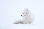 Una volpe artica dal mio ultimo viaggio alle Isole Svalbard
