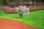 Primavera Primavera