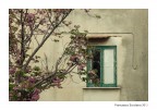 Aprile in Rosa Aprile in Rosa