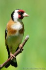 Cardellino Cardellino