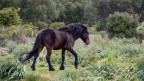 Cavallino della Giara Cavallino della Giara