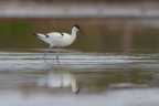 Avocetta-a-pesca-con-il-filo_DSC6798 Avocetta-a-pesca-con-il-filo_DSC6798